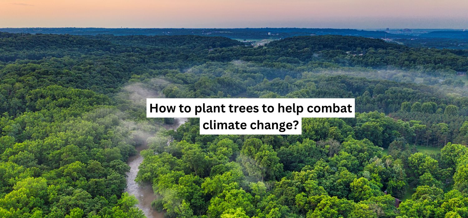 How to plant trees to help combat climate change