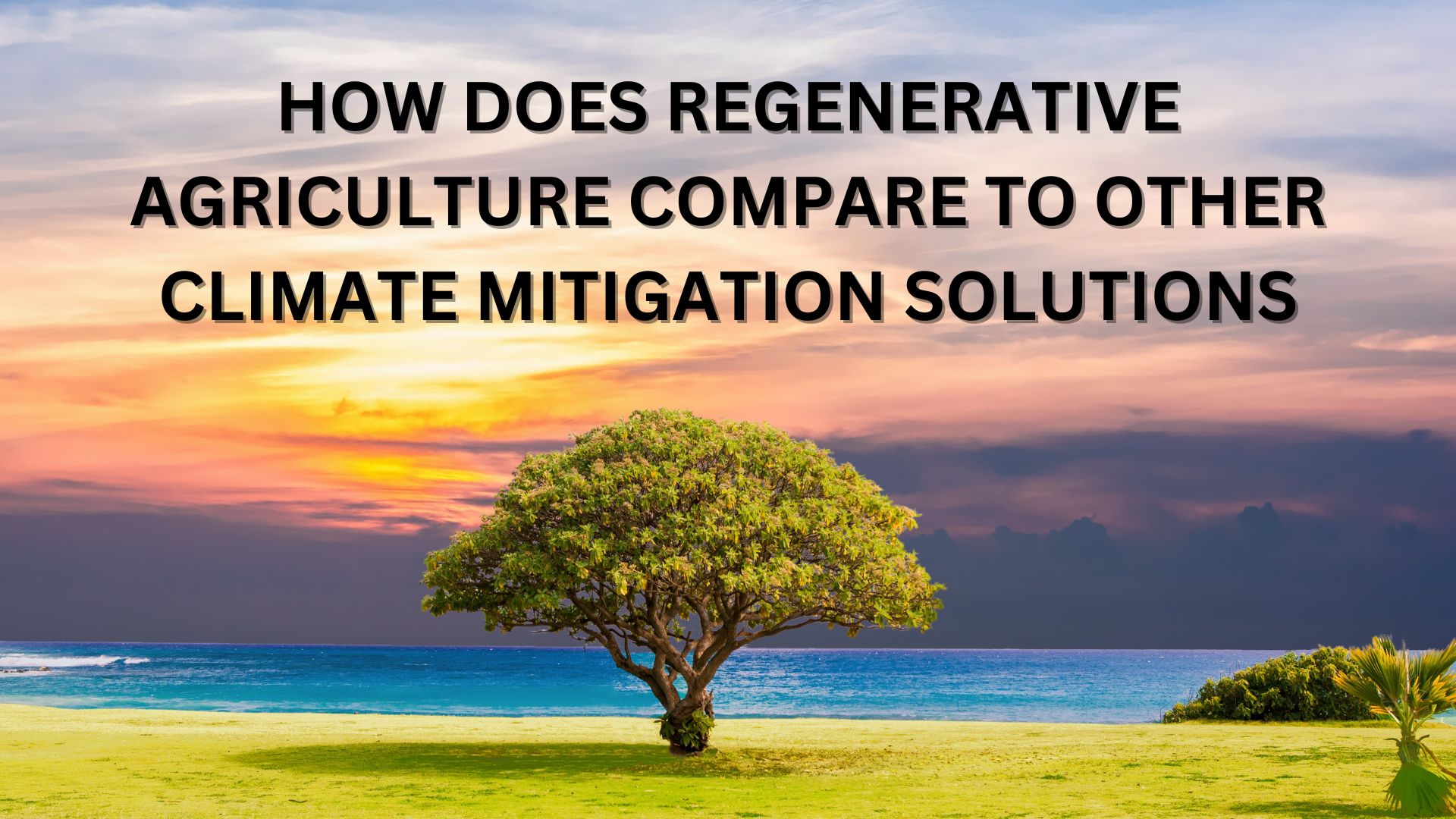 Regenerative Agriculture vs. Other Climate Solutions: A Comparative Analysis